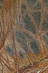 Rainforest Brown Granite
