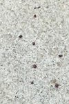 Colonial White Granite
